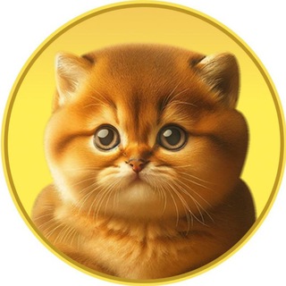 Passionate kitten (PTM) official channel