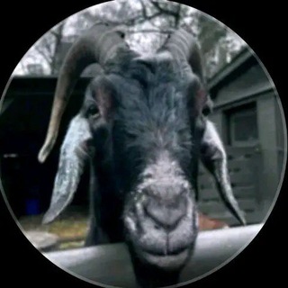 Randytelegram