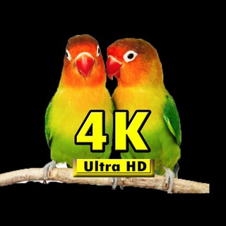 4K Nature Films