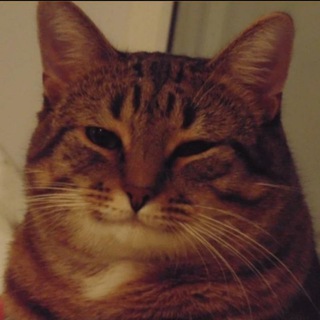 Go, Cat Frag