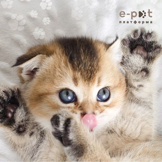 🐈 Коти Україна | Прилаштування та продаж | e-pet