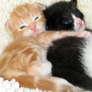 ♡⃘ парные авы с котами ♡ . ۫