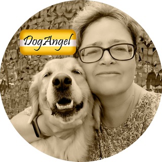 DogAngel
