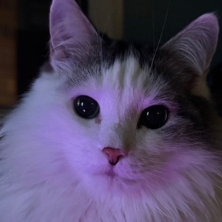 Mr.Cat