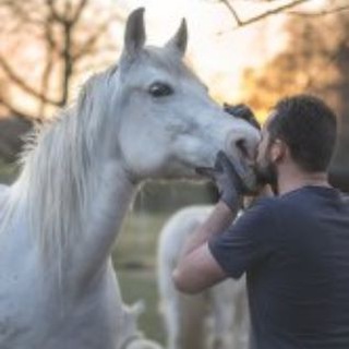 Работа в цирке и лошадьми