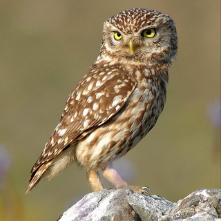 Північний Сич 🦉