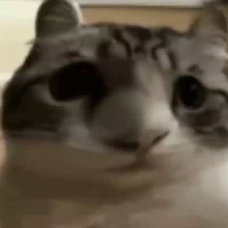 Miao