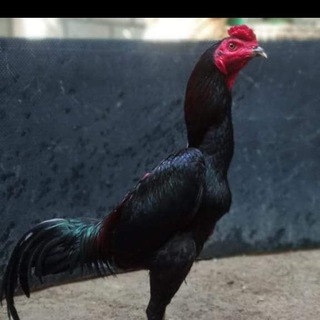 Bambang