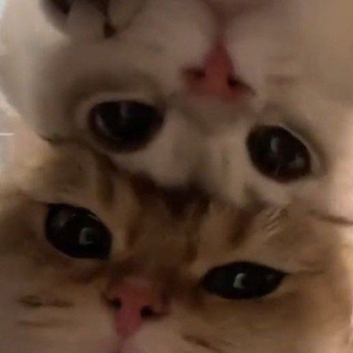 мяу милли