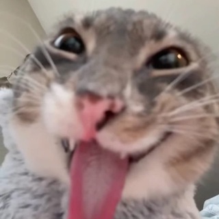 MEMES